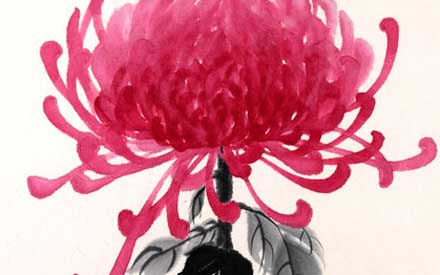 Chrysanthème