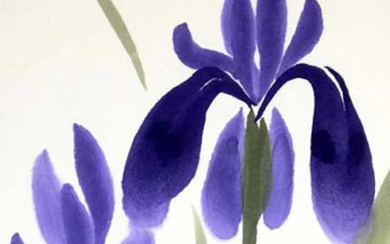 Iris